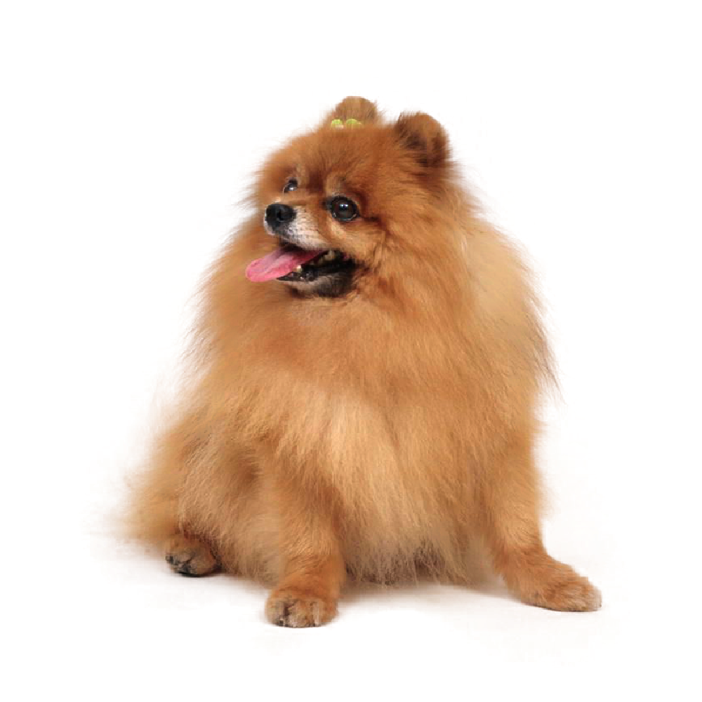 Pomerániai törpespicc kennel – ahol a minőség az első